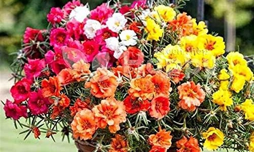 碘解磷定多少钱一只-碘解磷定价格网 - 碘解磷定有哪些副作用,碘解磷定注射剂说明书